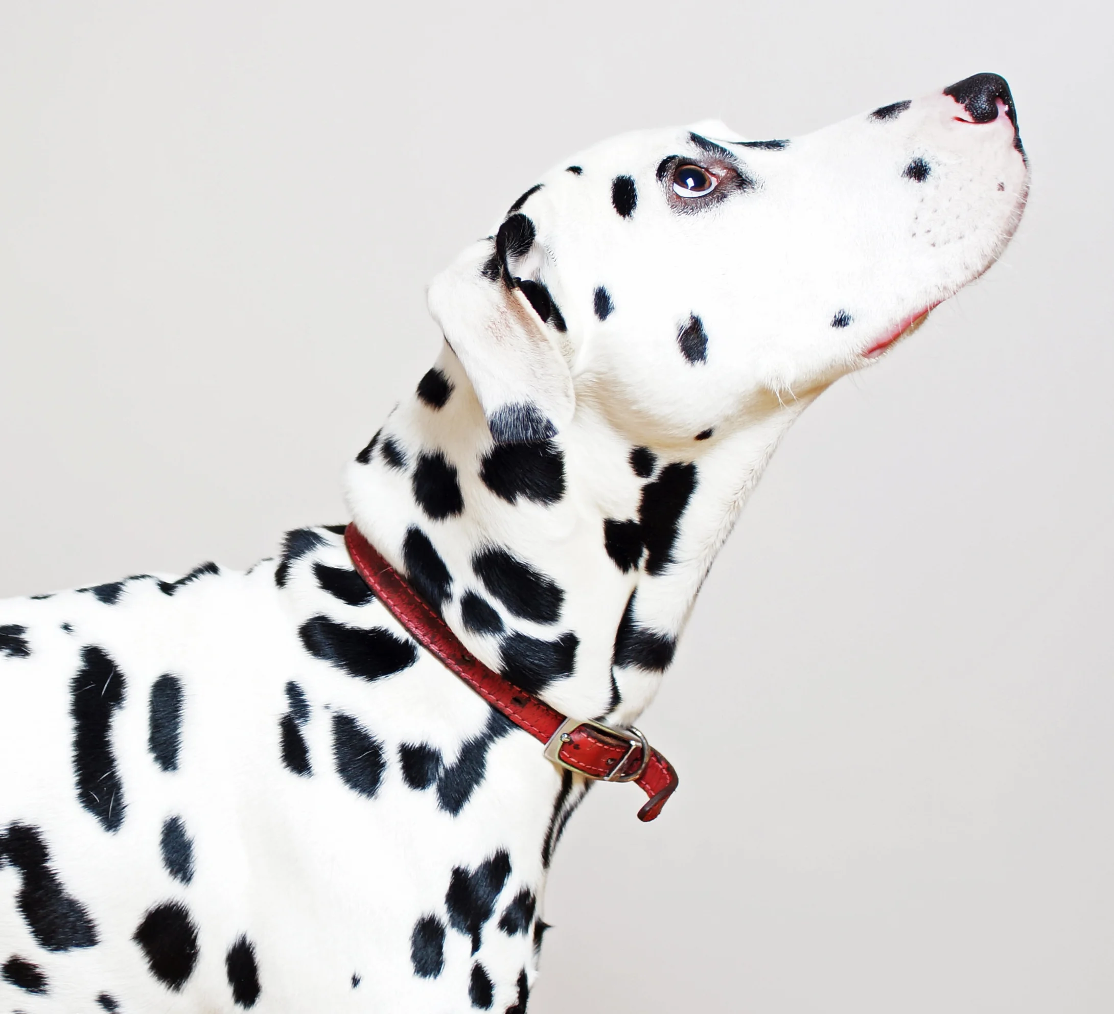Dalmatian-looking-up-162143611_3127x2969.jpeg