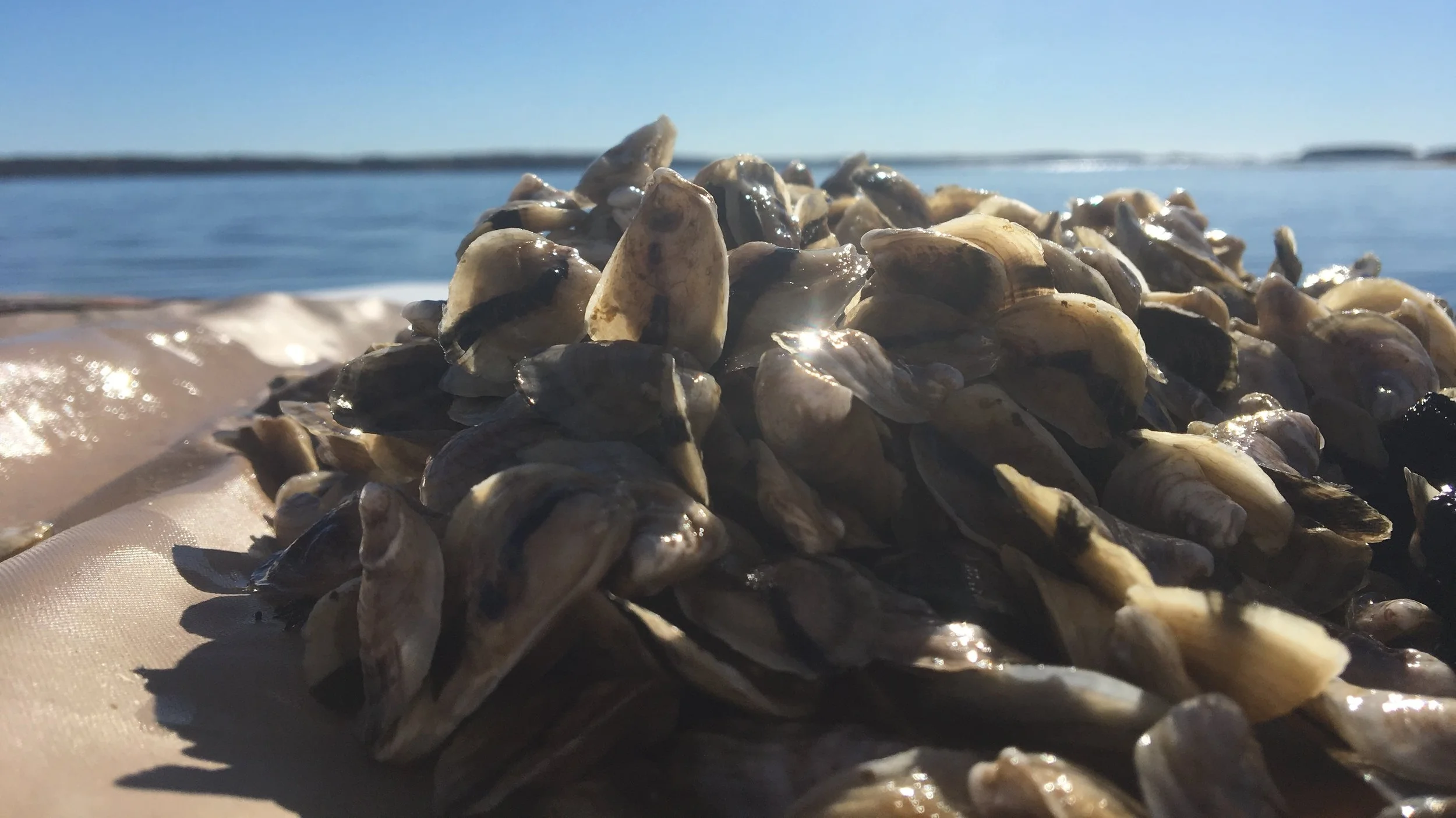 Oyster+pile.jpg