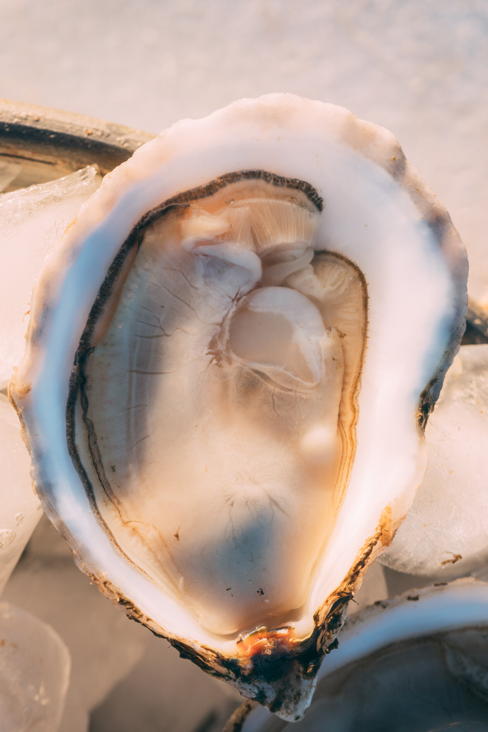 Love Point Oysters (1 of 1)-114.jpg