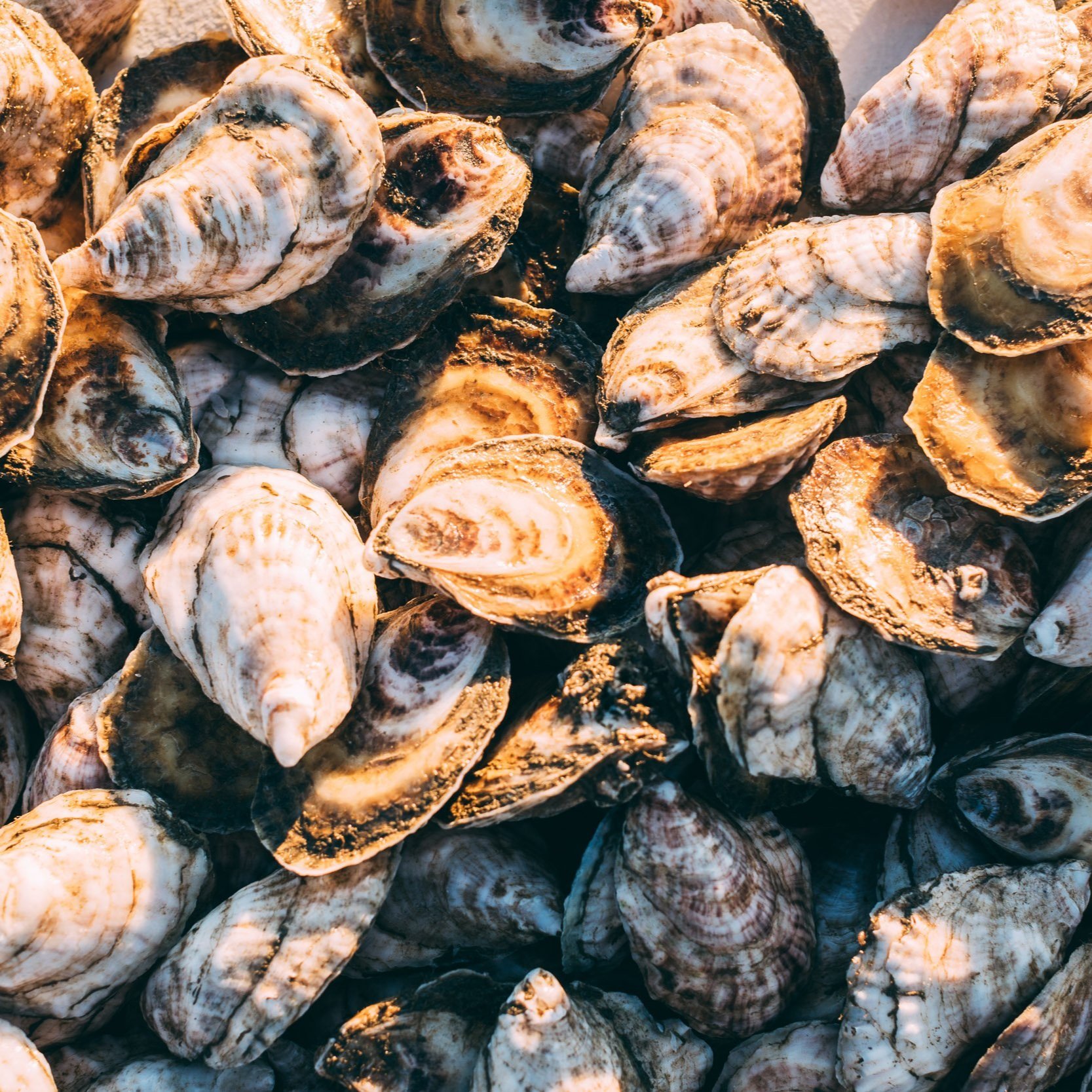 Love+Point+Oysters+%281+of+1%29-116.jpg