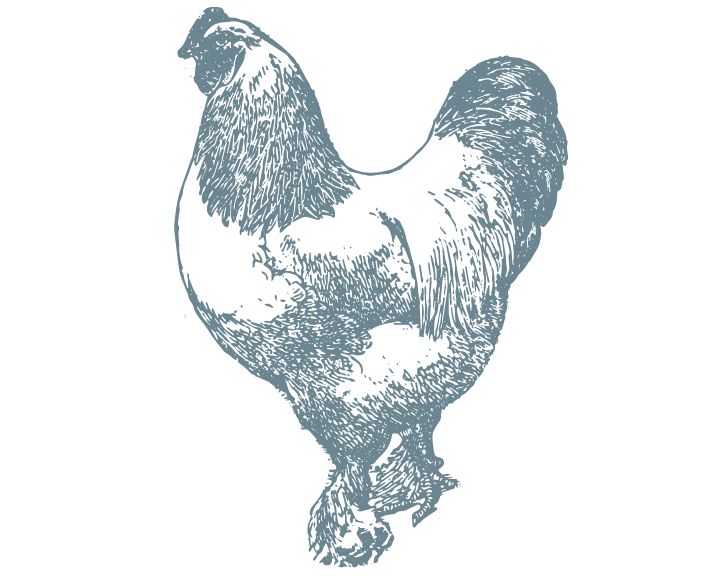 chicken-8x10.png