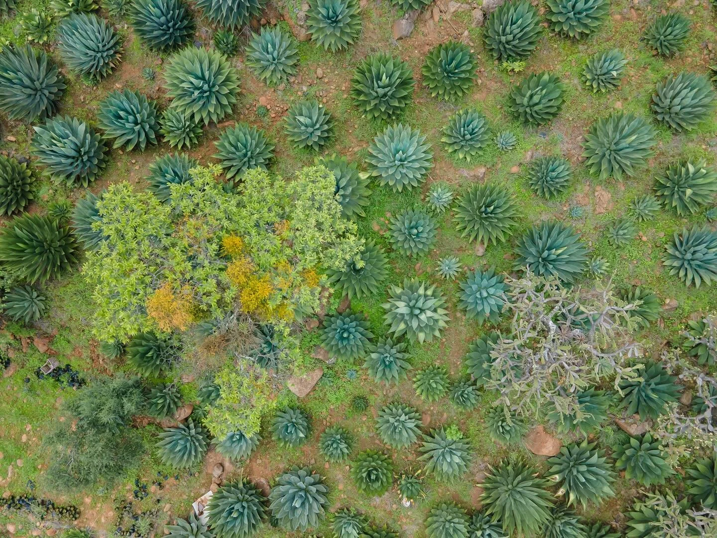 Zona mezcalera en Michoac&aacute;n, 2024.