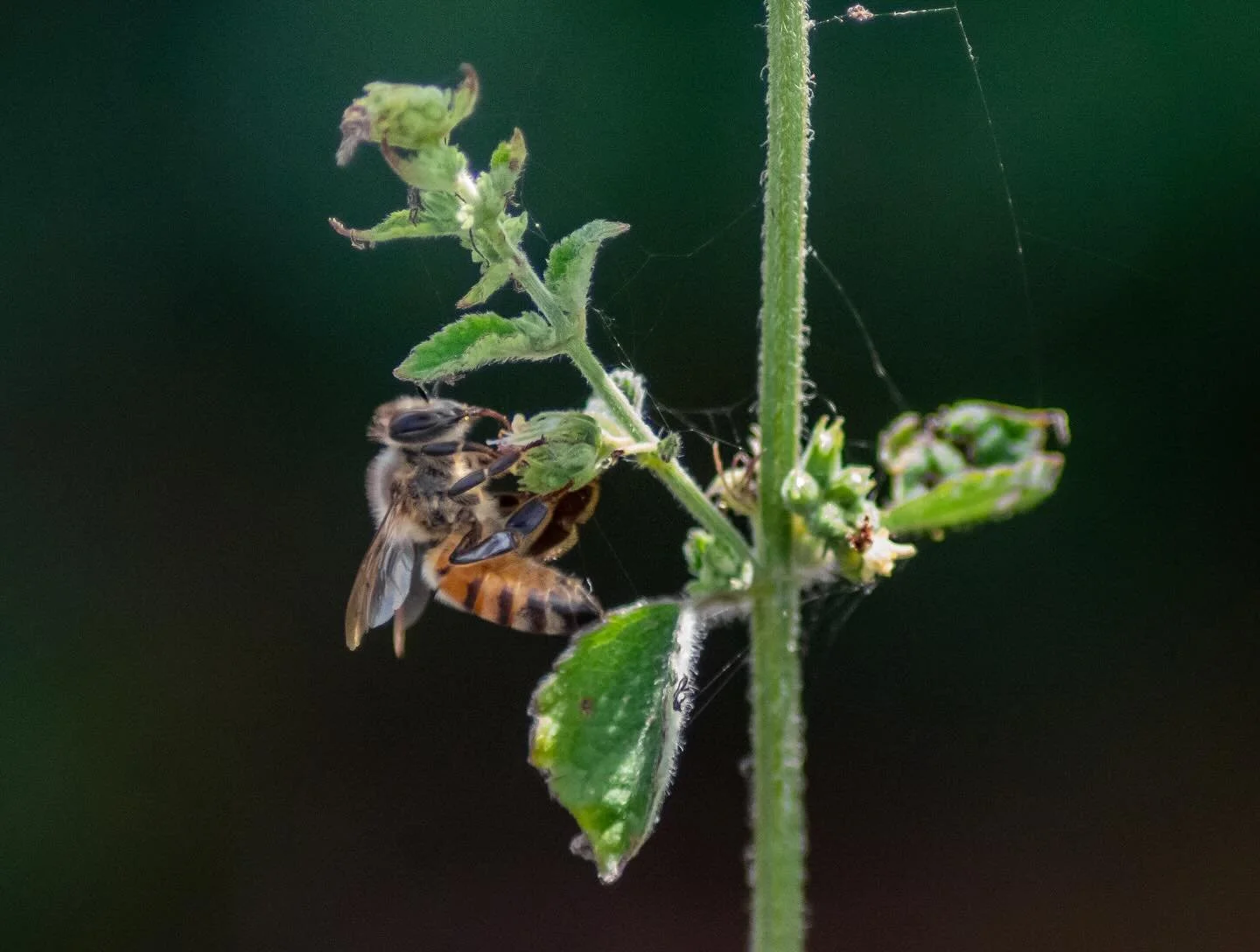 Que nunca se acaben las abejas y las personas que las cuidan.💛 #d&iacute;amundialdelasabejas