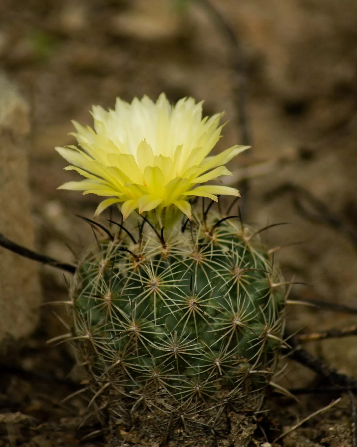 #Biodiversidad en la Reserva de la Biosfera Tehuac&aacute;n- Cuicatl&aacute;n, M&eacute;xico.