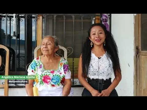 Panales de conservación, los meliponinos en la Península de Yucatán