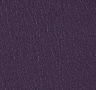 Purple Iris