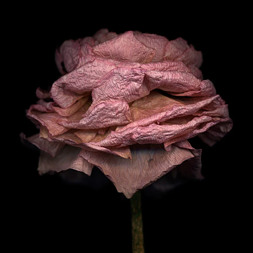 flower_40bl03_main.jpg