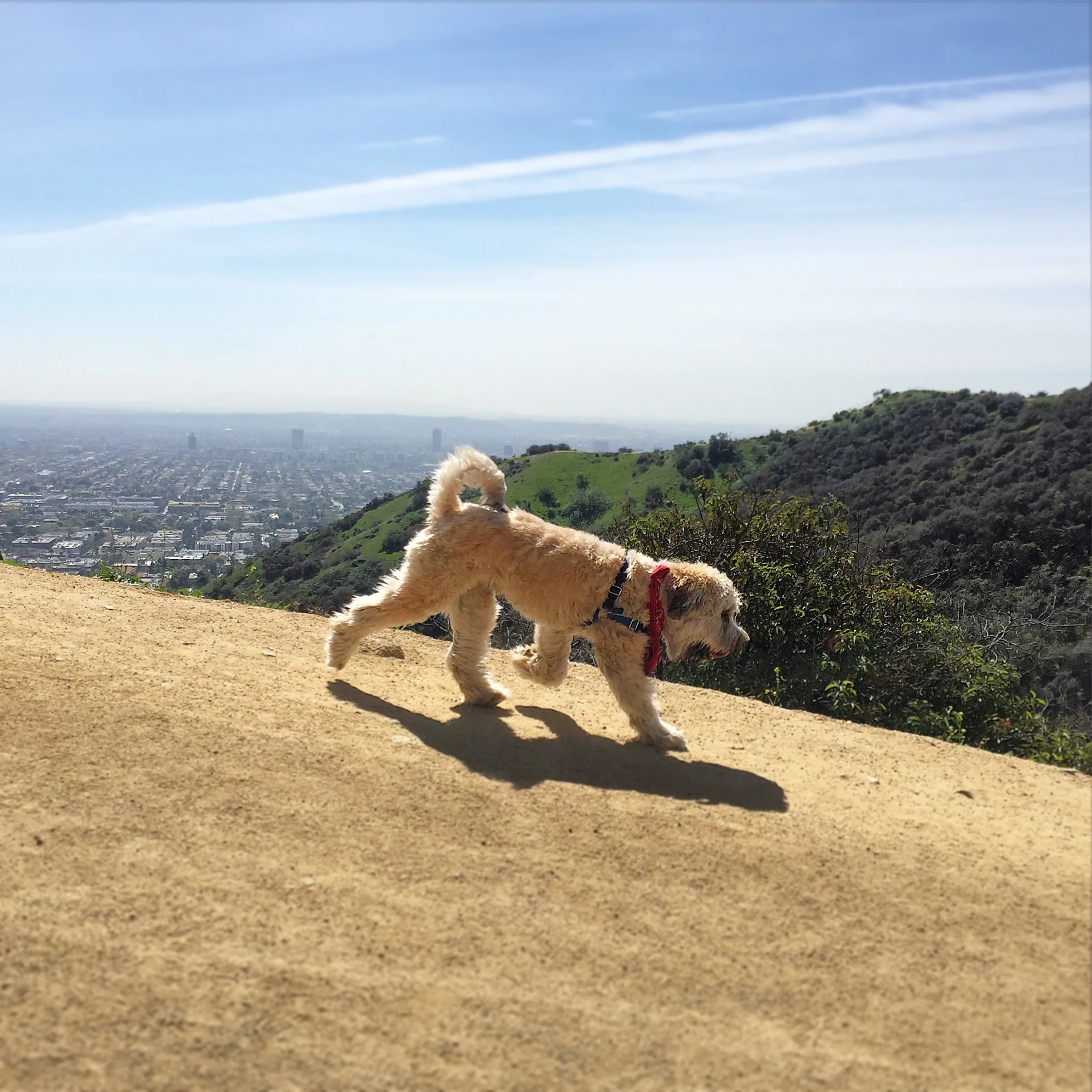 Basic 101: Hiking Runyon
