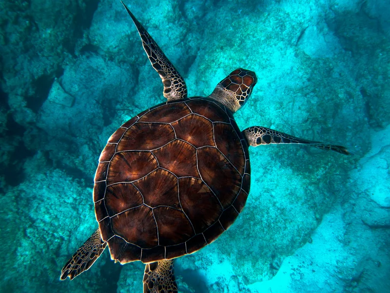 turtle.jpg