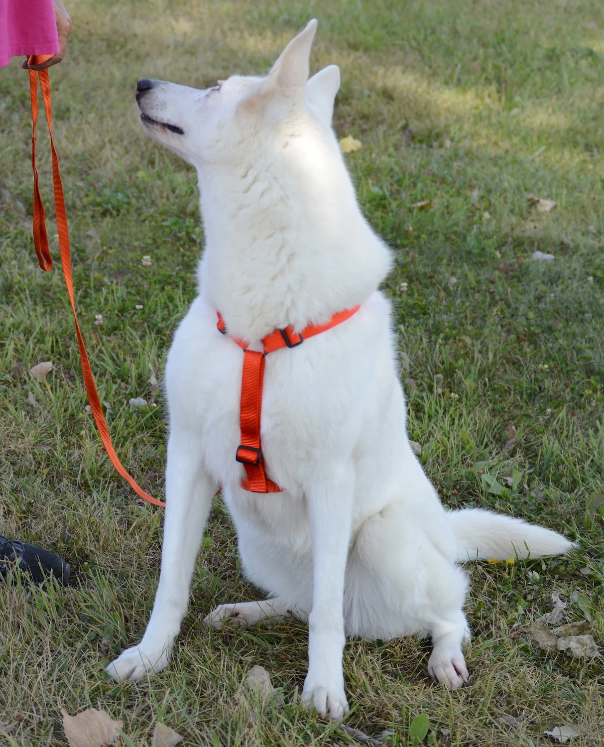 best tracking harness for dogs