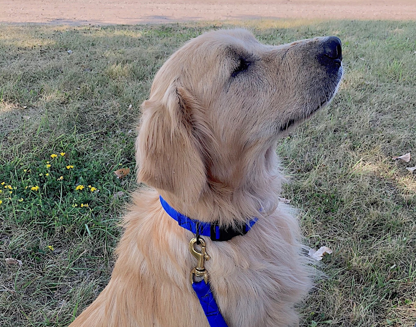  SoftWeb™ 1" SoftSnap™ Collar in Royal Blue. SoftWeb™ 1" Snap Lead in Royal Blue. 