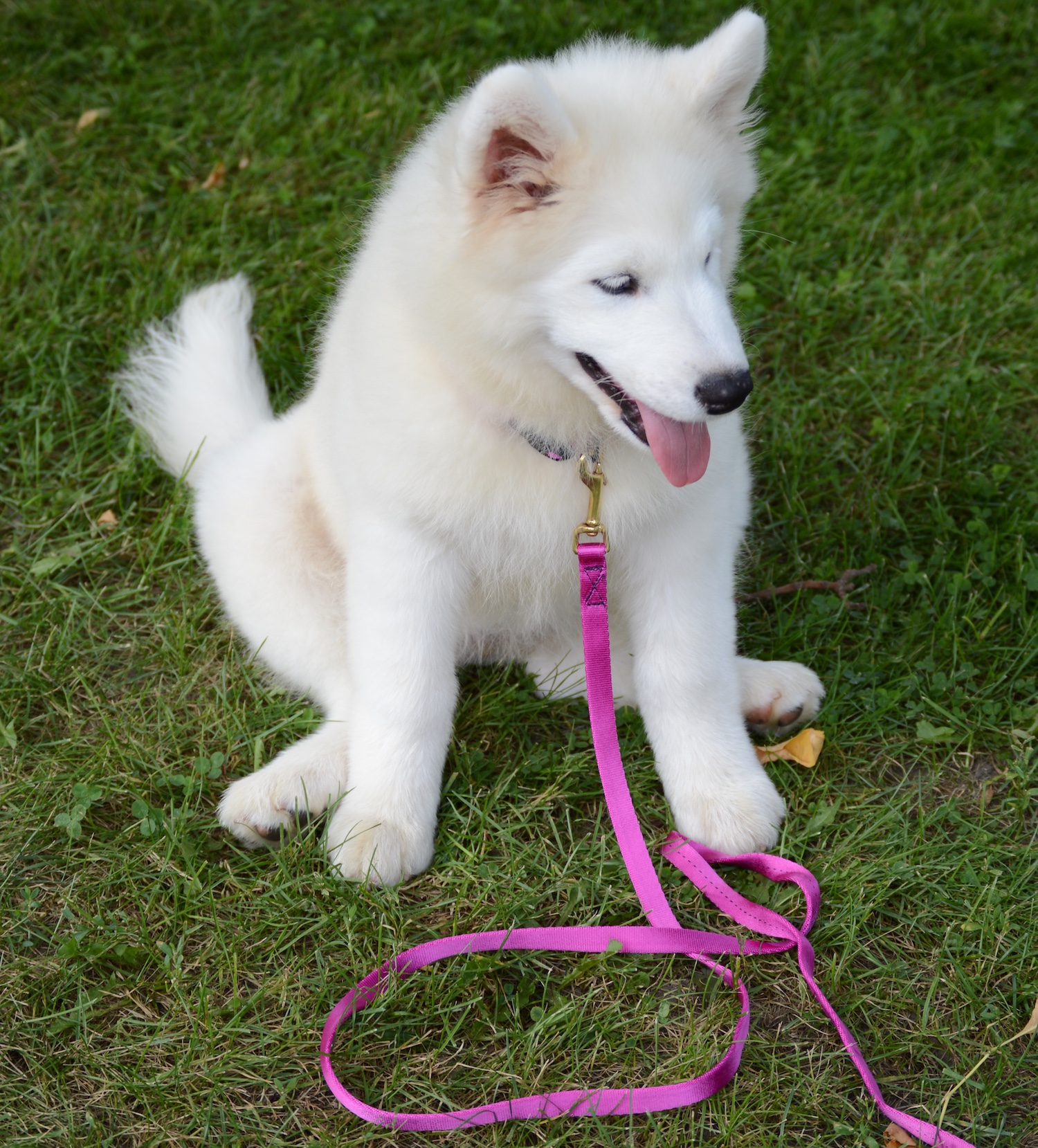  SoftWeb™ 9/16" Snap Lead in Rose. SoftWeb™ 9/16" Soft Snap™ Collar in Rose. 