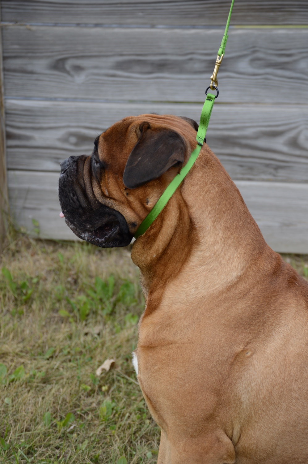  SoftWeb™ 9/16" SoftSlip™ Collar in Apple Green. 