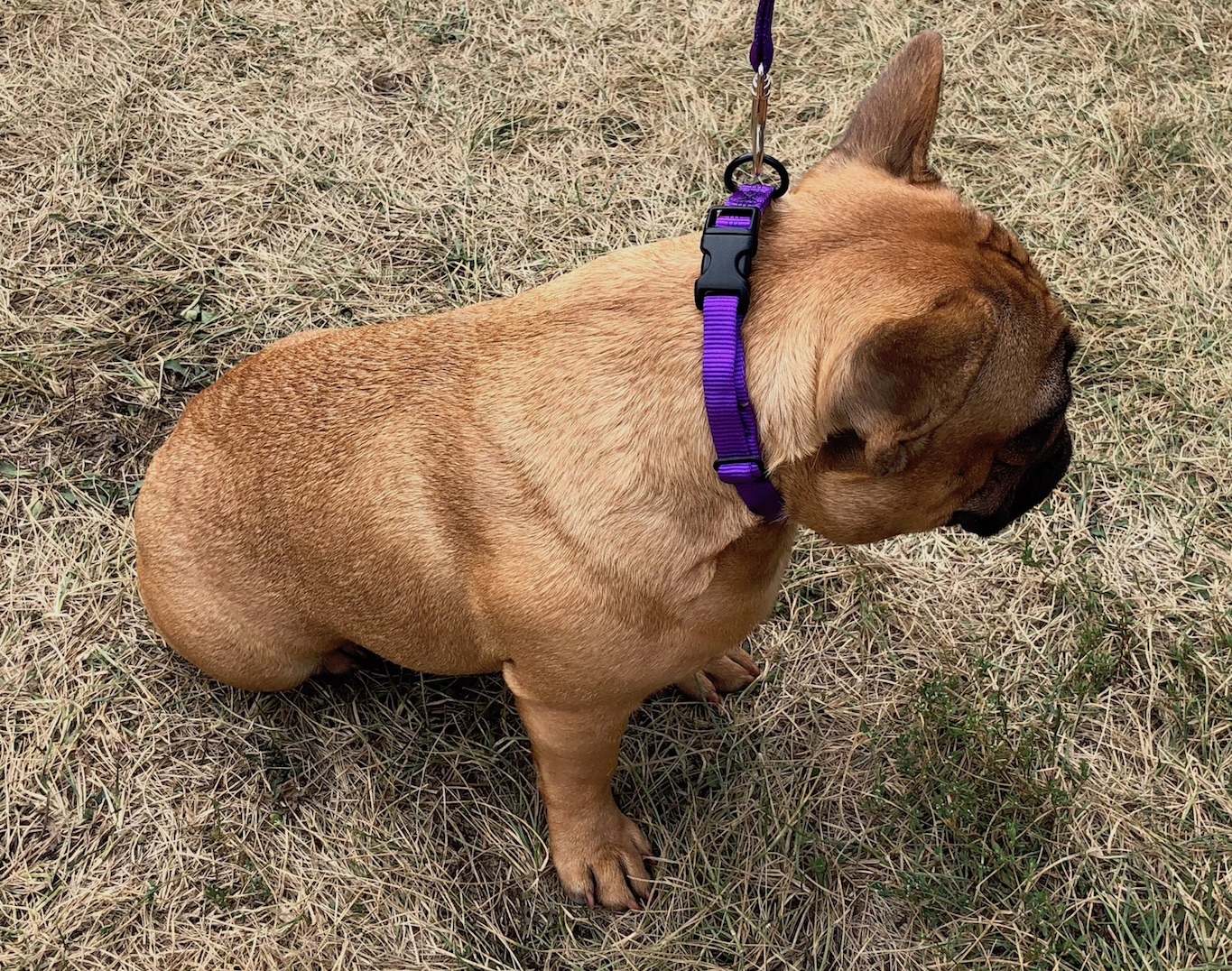  SoftWeb™ Mini SoftSnap™ Collar in Purple. 