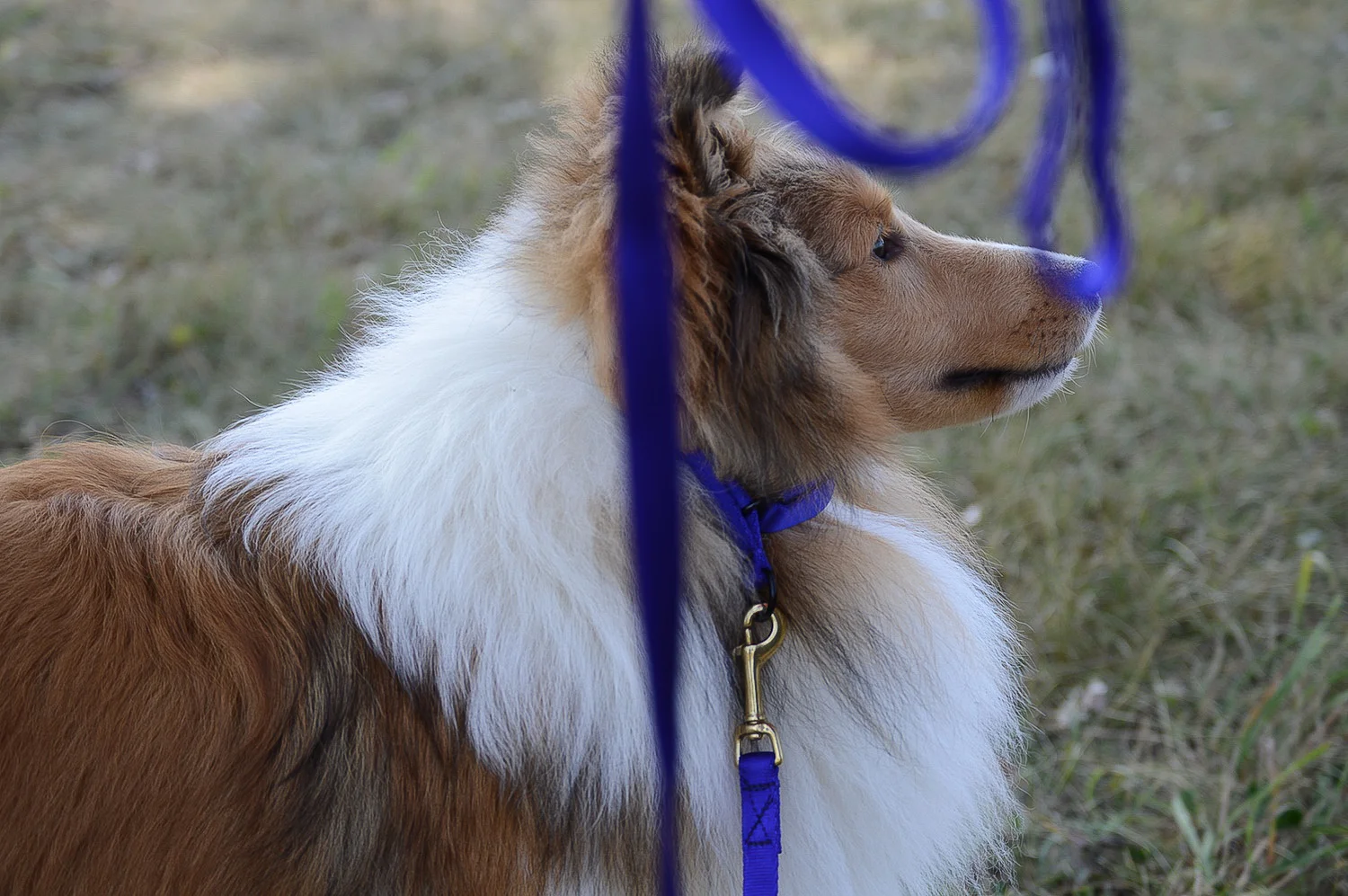 white pine shelties