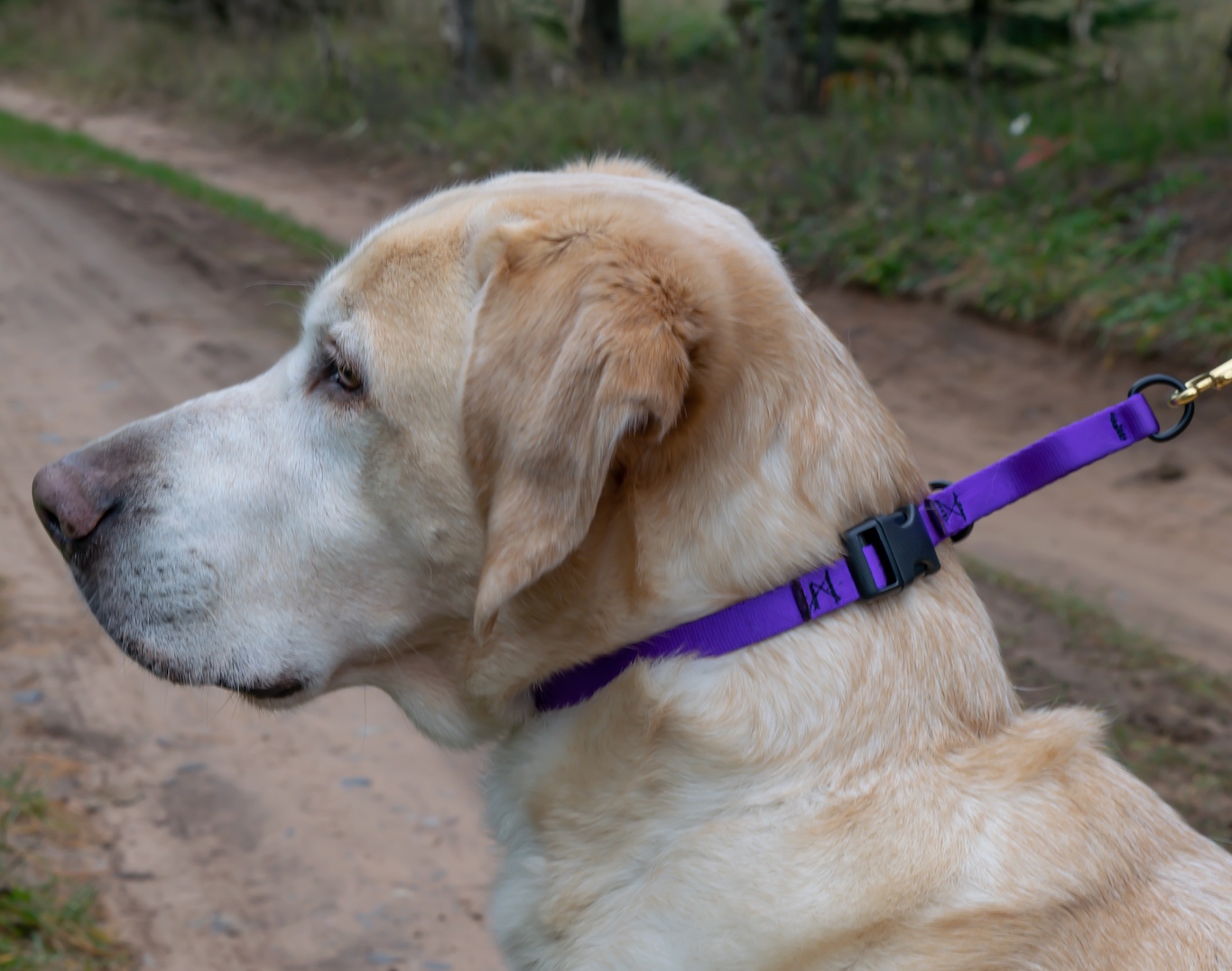  SoftWeb™ 9/16" Combo Collar in Purple. 