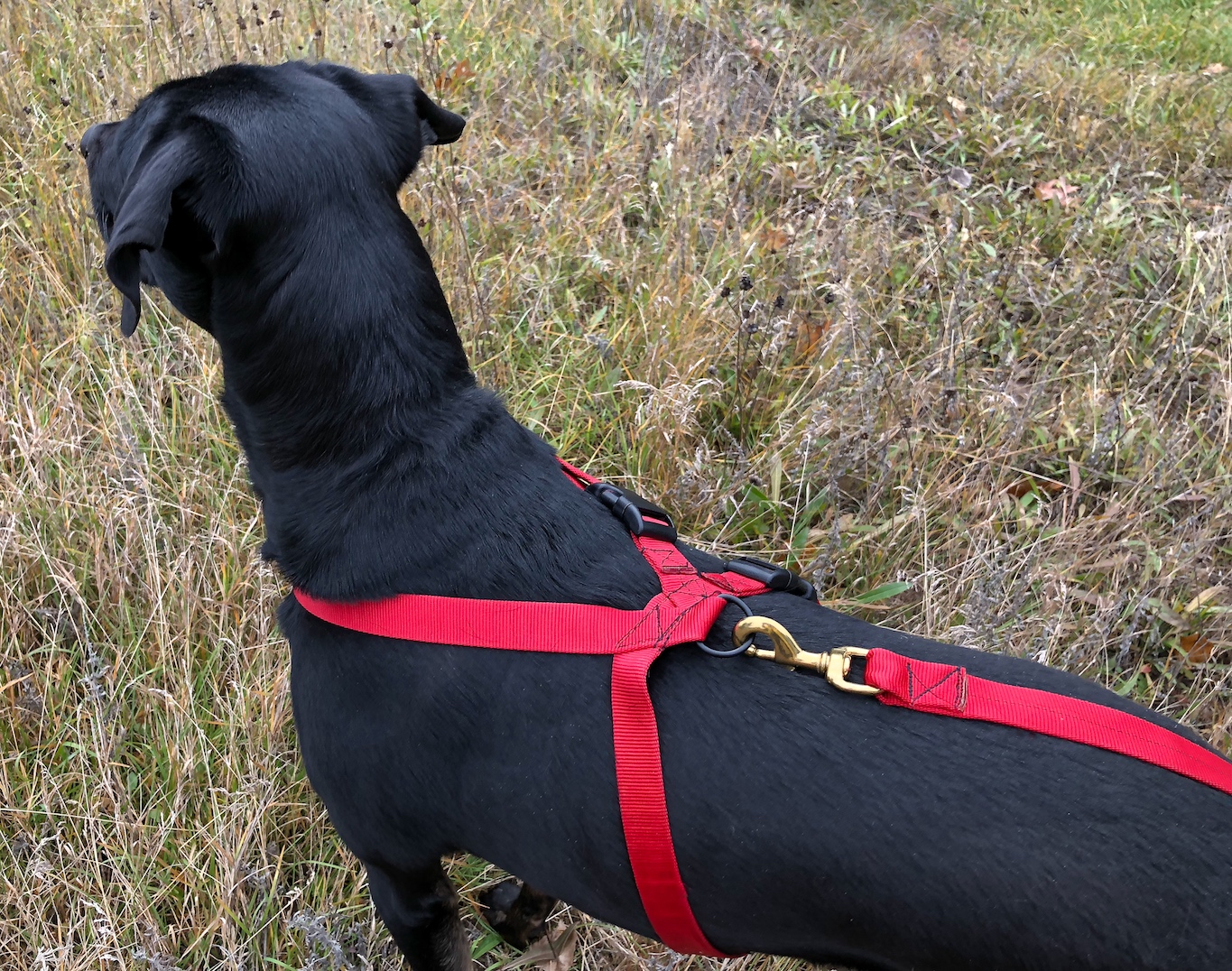  SoftWeb™ 1” Figure 8 Harness in Red. SoftWeb™ 1" Snap Lead in Red. 