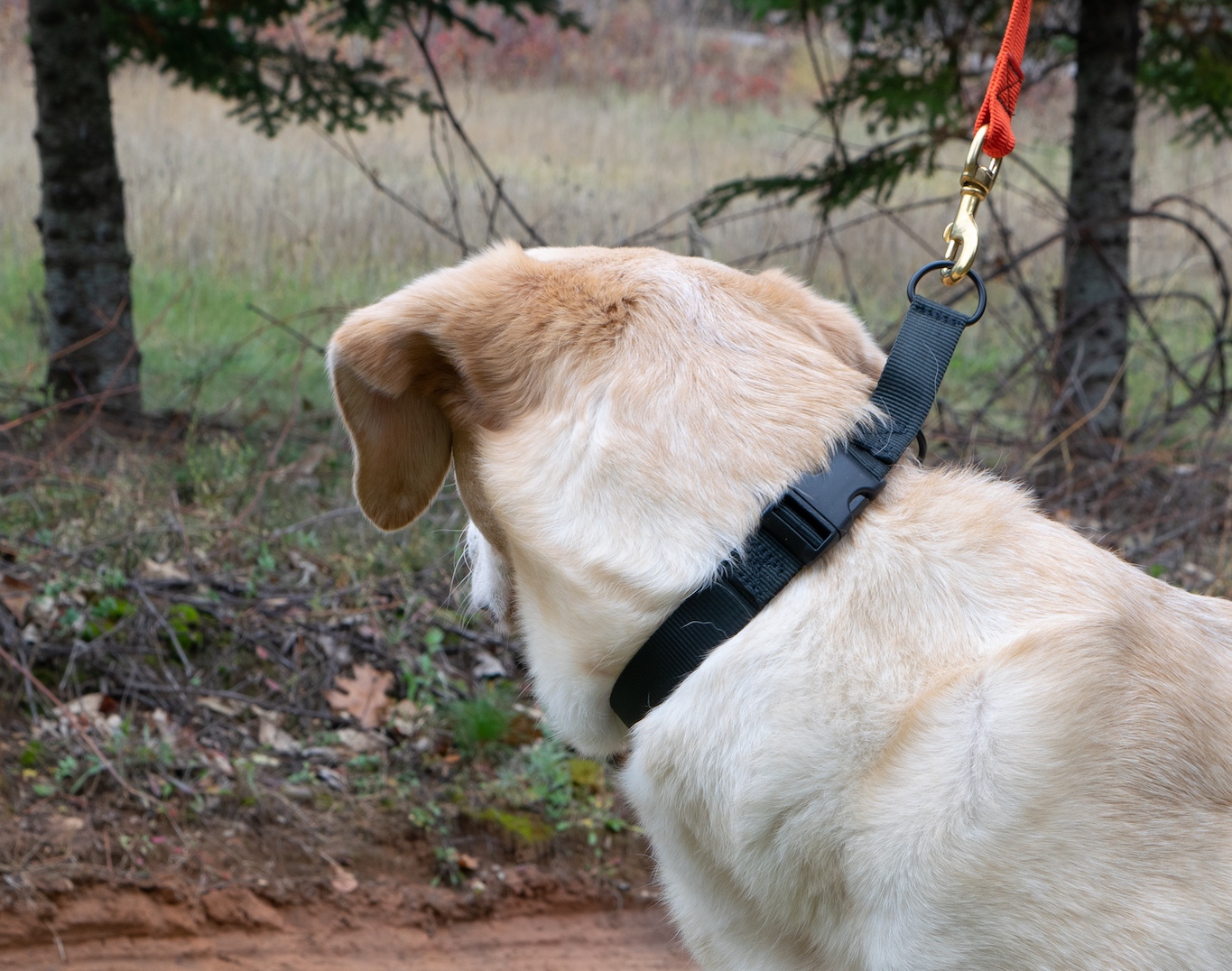  SoftWeb™ 1" Combo Collar in Black. 