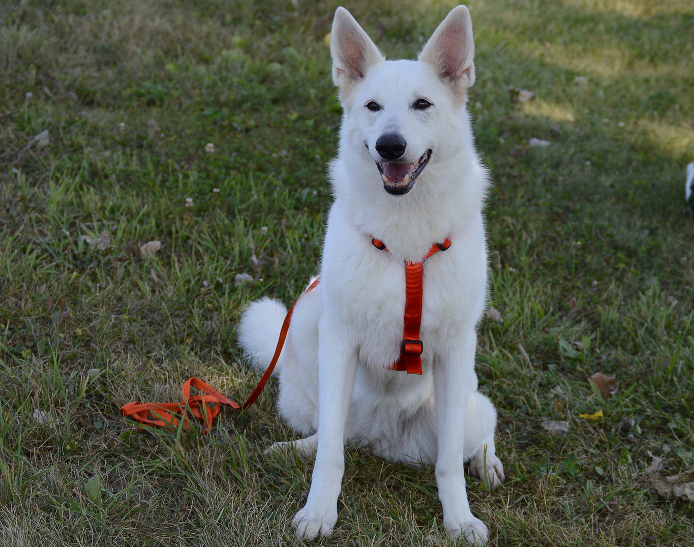  SoftWeb™ 1" Medium Non-Restrictive Tracking Harness in Flame Orange. SoftWeb™ 9/16" Snap Lead in Flame Orange. 