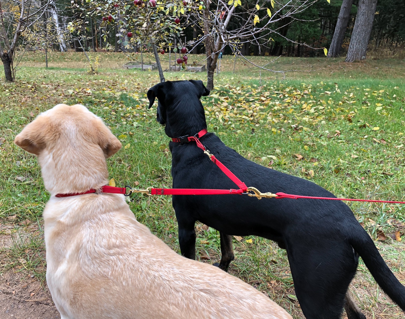  SoftWeb™ 9/16" Coupler in Red. SoftWeb™ 9/16" Snap Lead in Red. SoftWeb™ 9/16" Combo Collars in Red. 