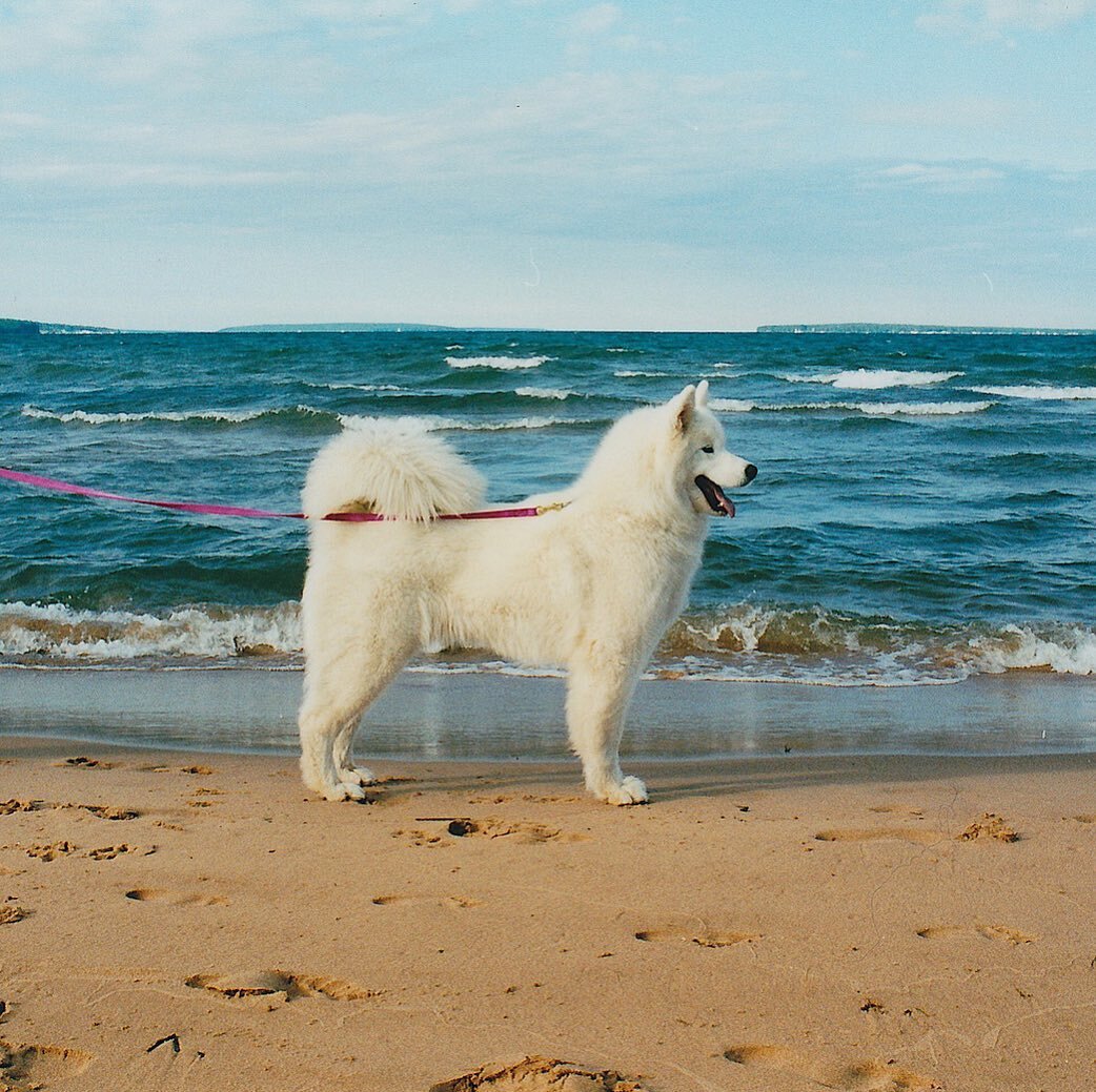 Our beloved Samoyed on the Lake Superior shore.