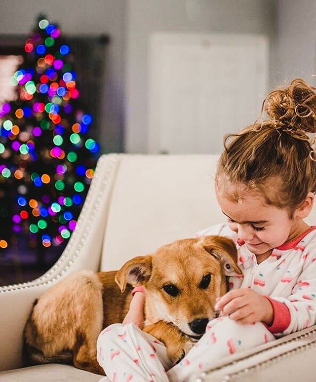 A perennial favorite from that time we actually got a puppy for Christmas.
.
.
.
.
.
.
.
.
.
.
#boulderfamilyphotographer #bouldernewbornphotographer #bouldermaternityphotographer #denvernewbornphotographer #denvermaternityphotographer #denverfamilyp