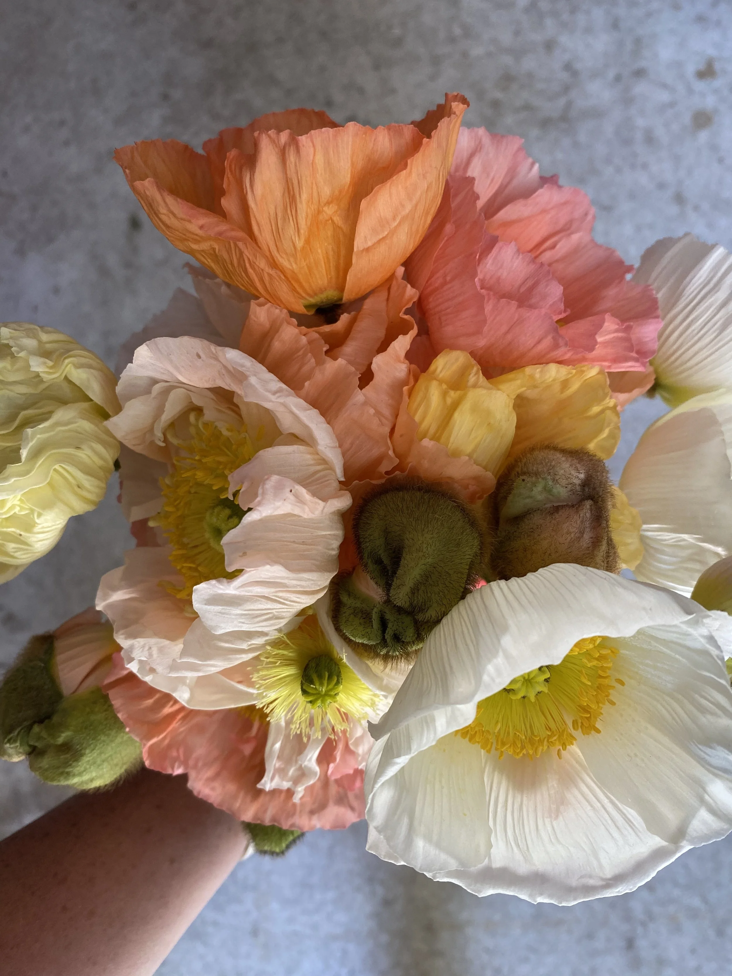 Poppies.jpg
