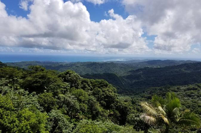 rainforest.jpg