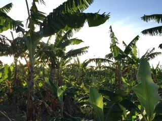 Restoring-small-farms.jpg