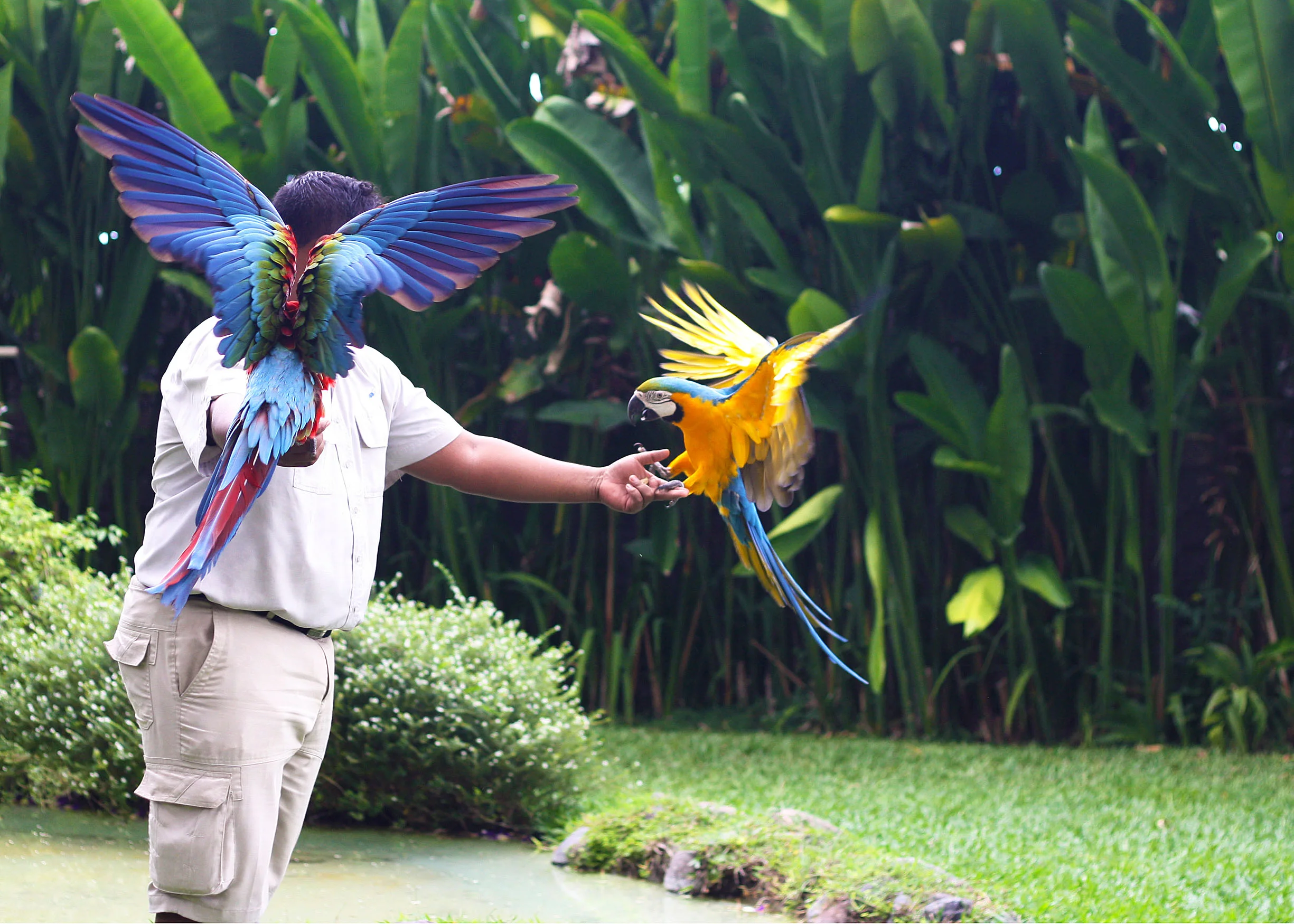 A Day at The Bali Bird Park