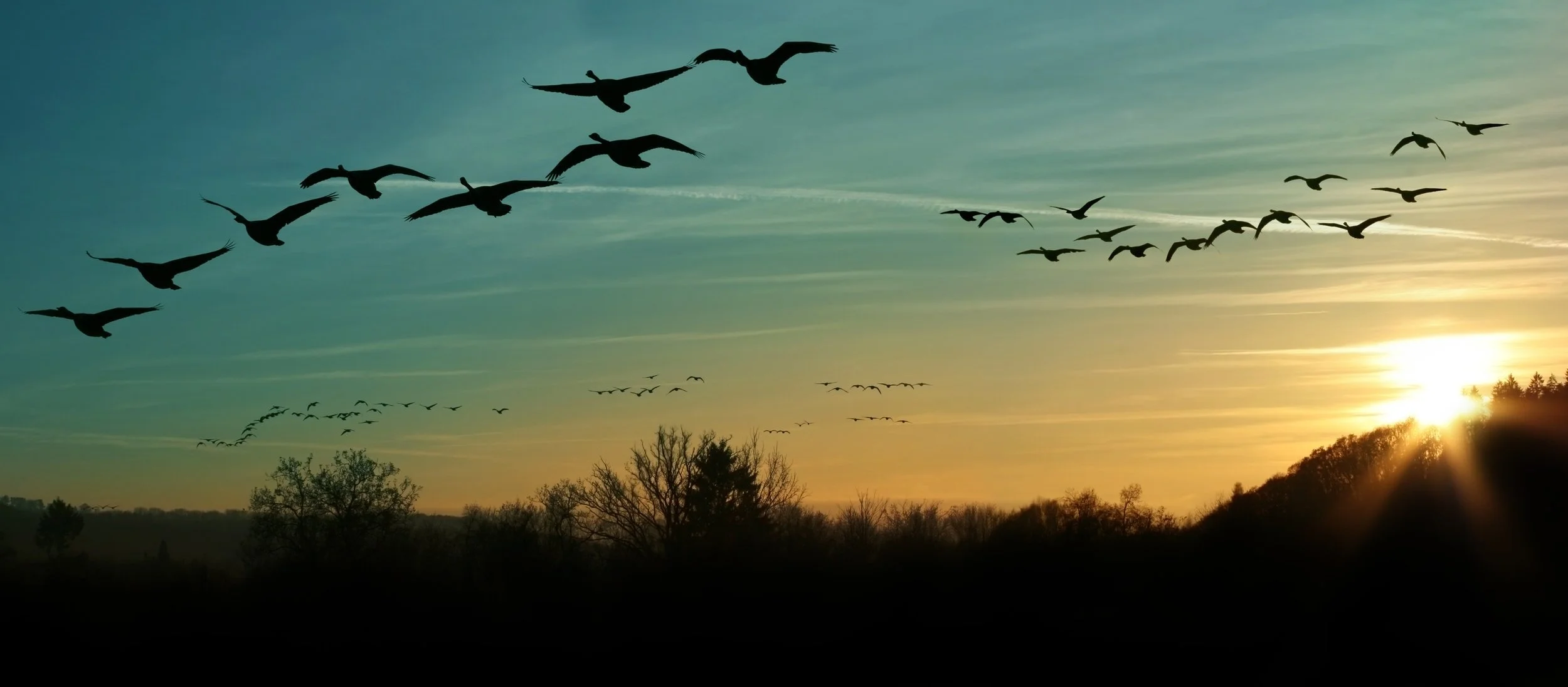 Geese Flying.jpeg