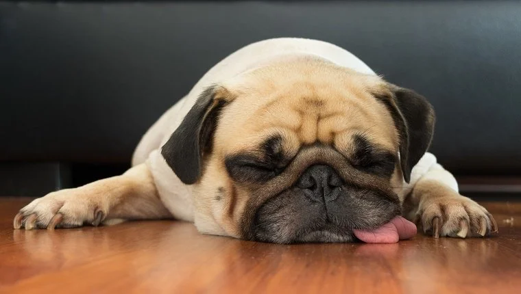 Dog Sleeps.jpg