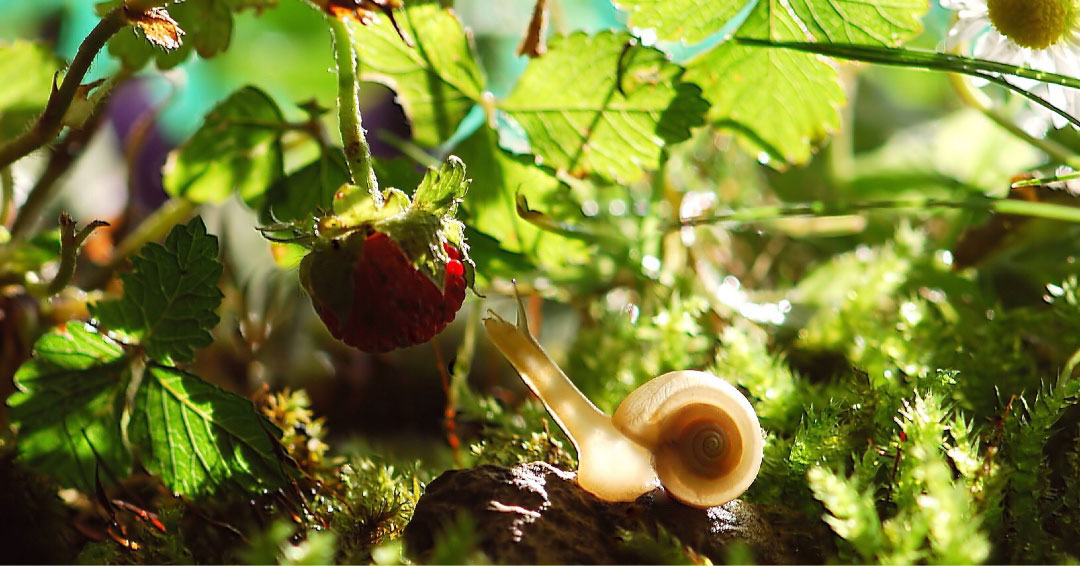 snail-grabbing-strawberry.jpg