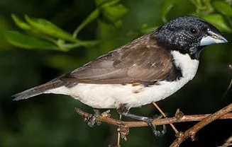 02_magpie_mannikin_327w.jpg