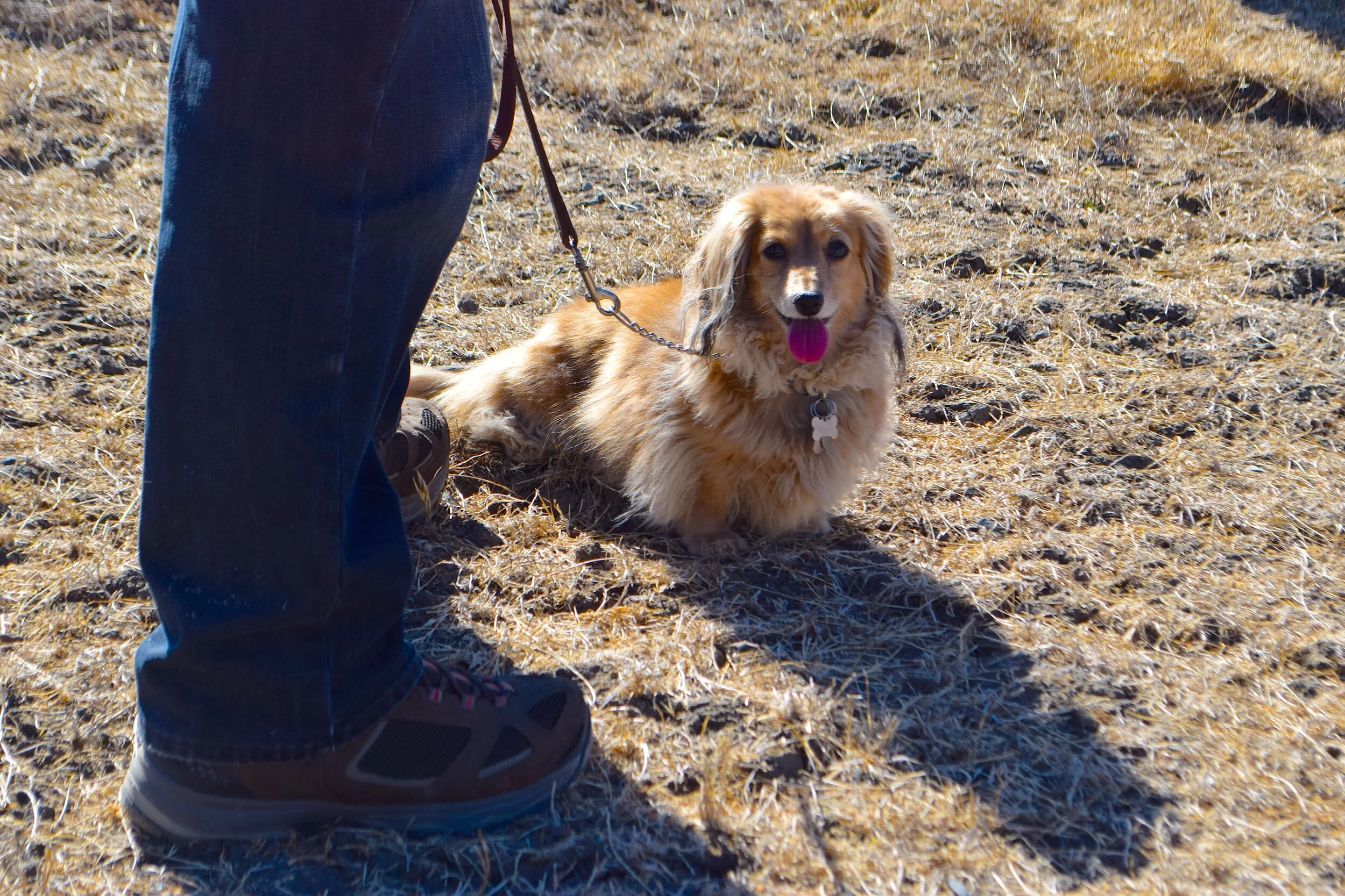 magee-preserve--tails-on-trails-dog-walk-_48953892367_o.jpg