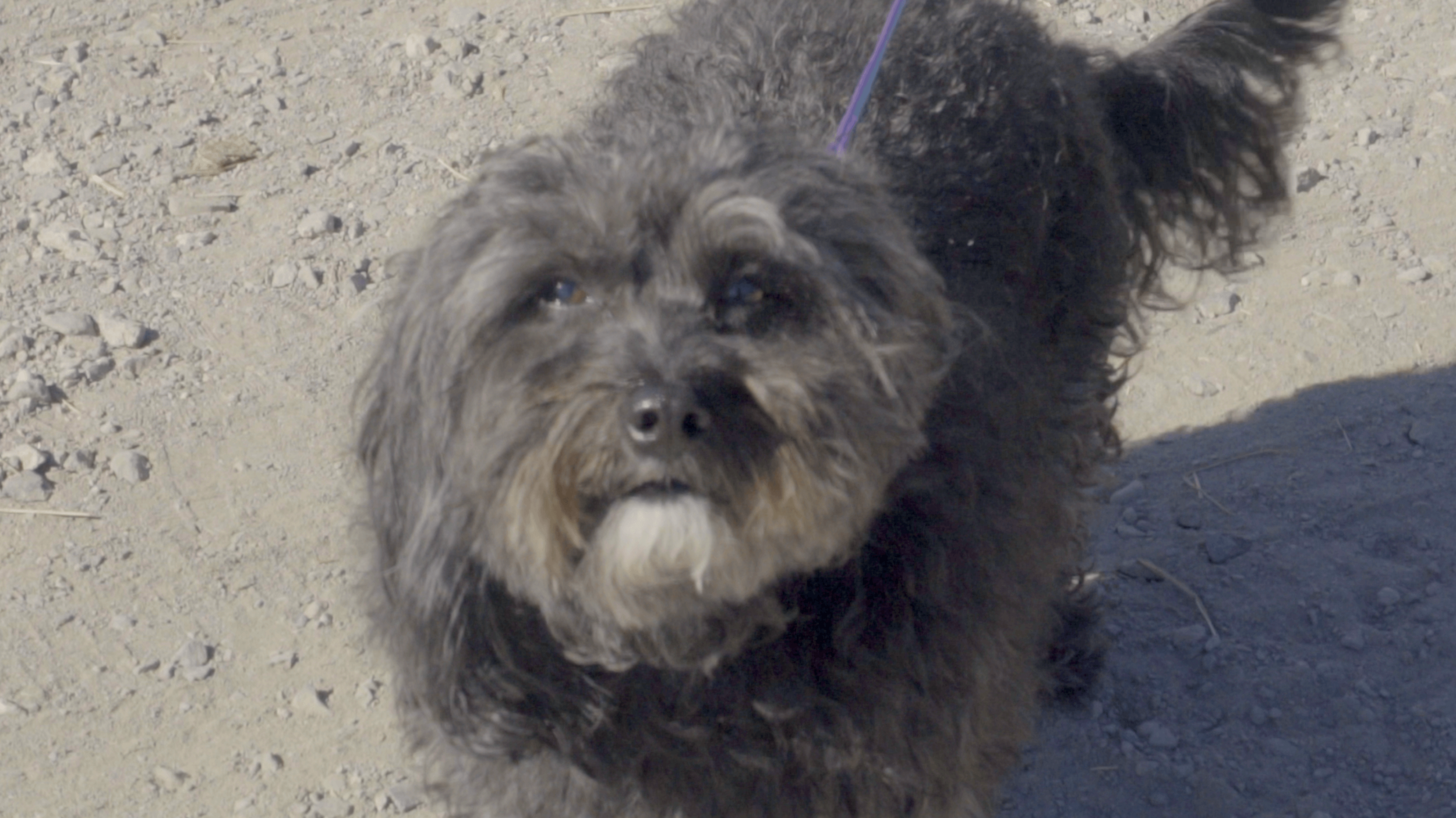dog-1_48953253303_o.png