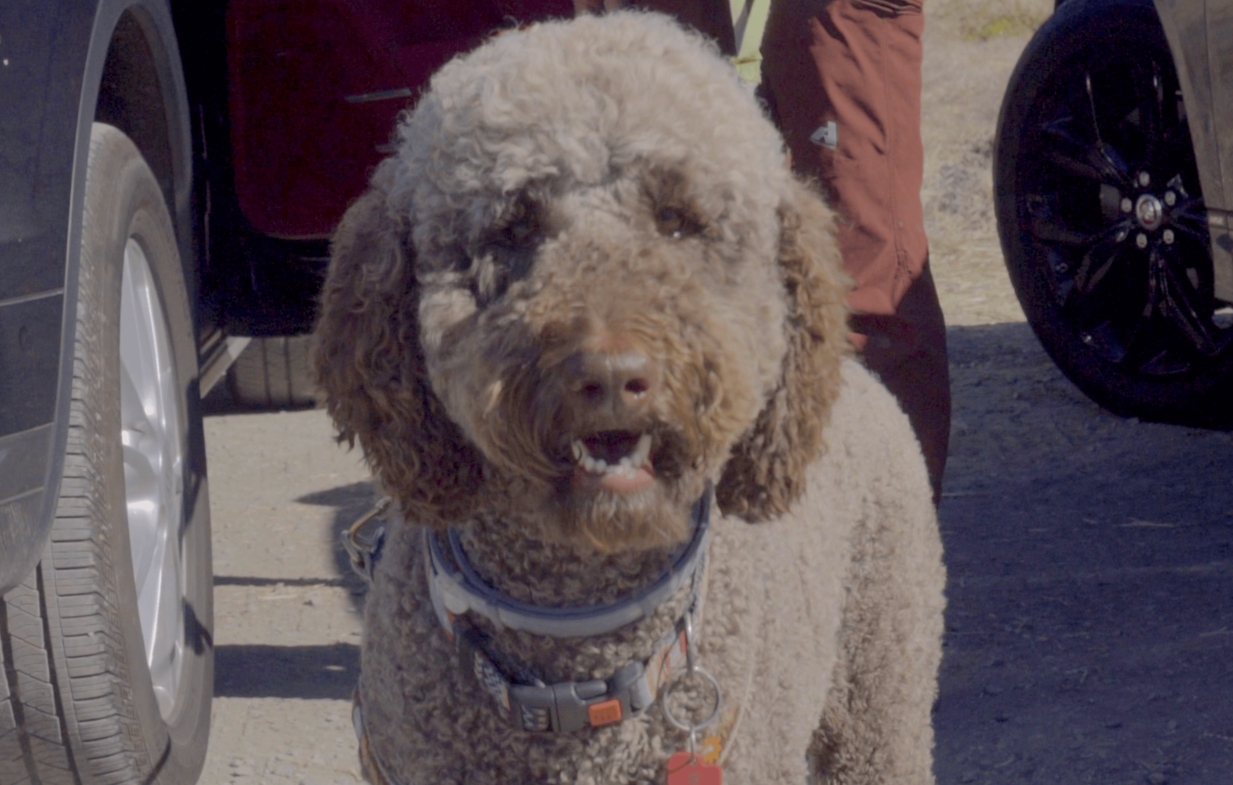 dog-2_48953994002_o.png