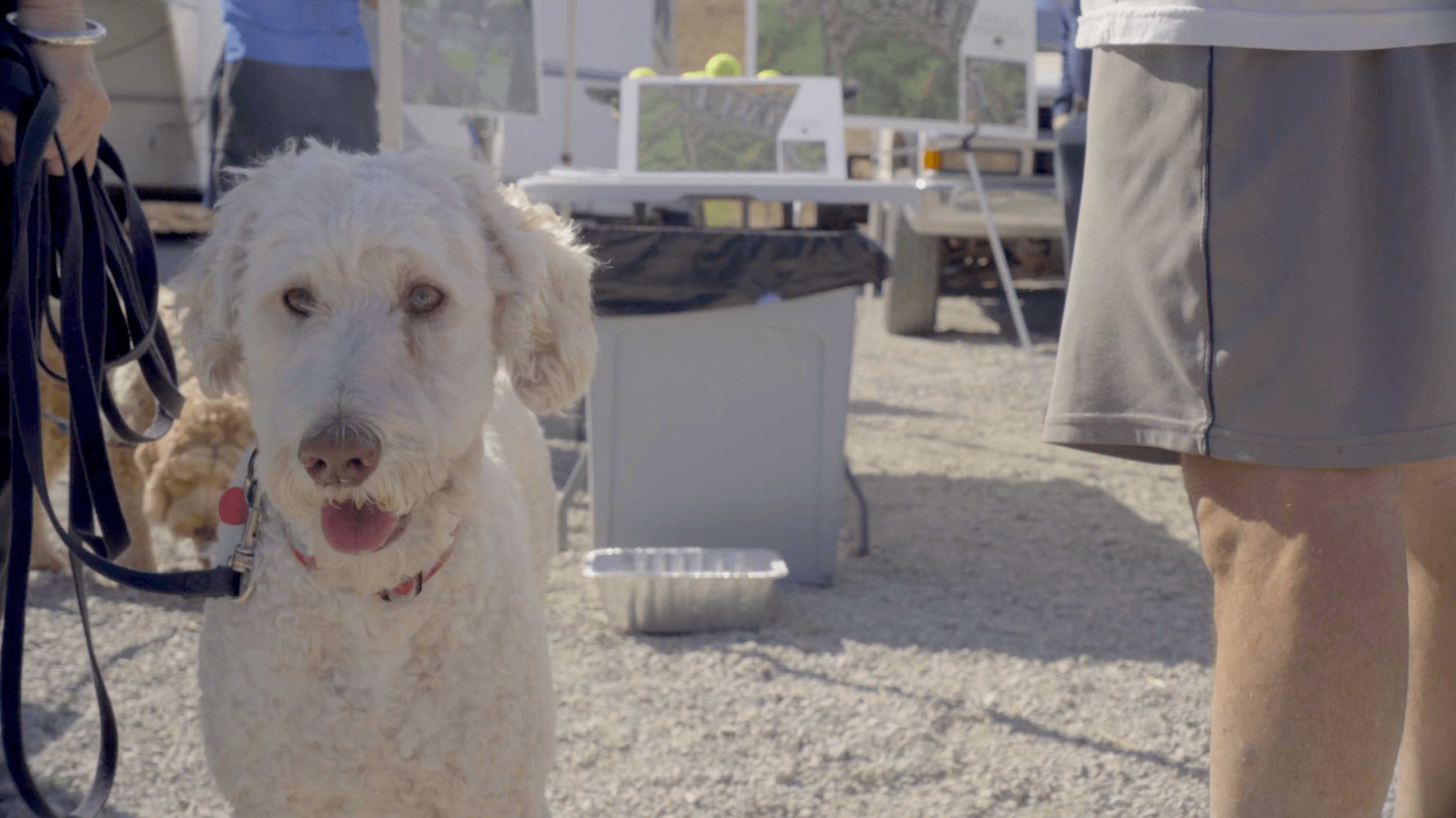 dog-3_48953799201_o.png