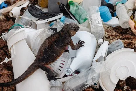galápagos crisis.jpg