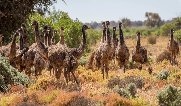 emu.jpg