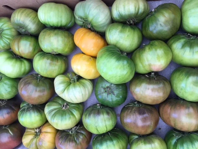 Greentomato.jpg