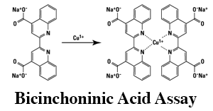 BCA assay logo .png
