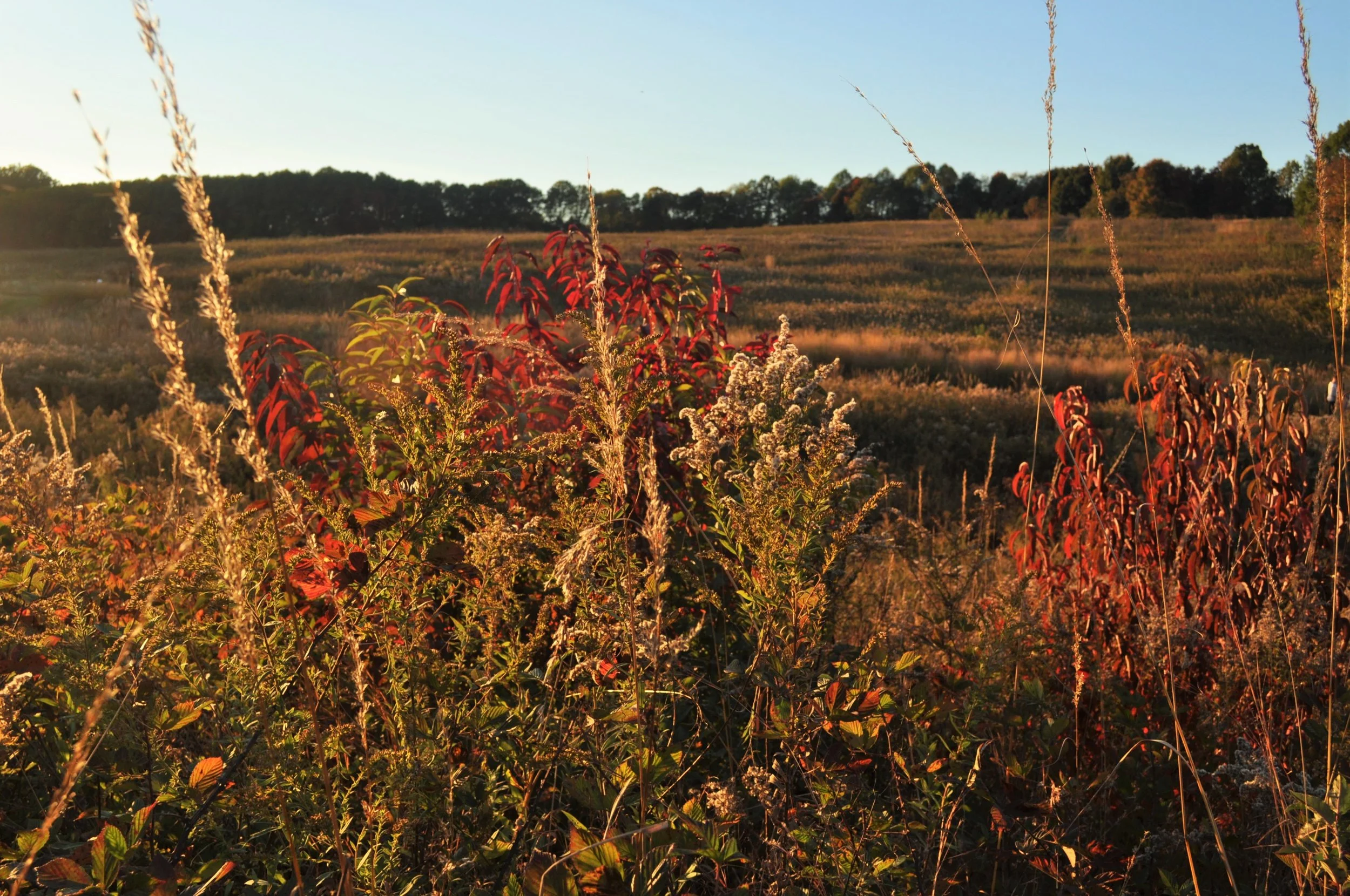 Fall Meadow close up.JPG