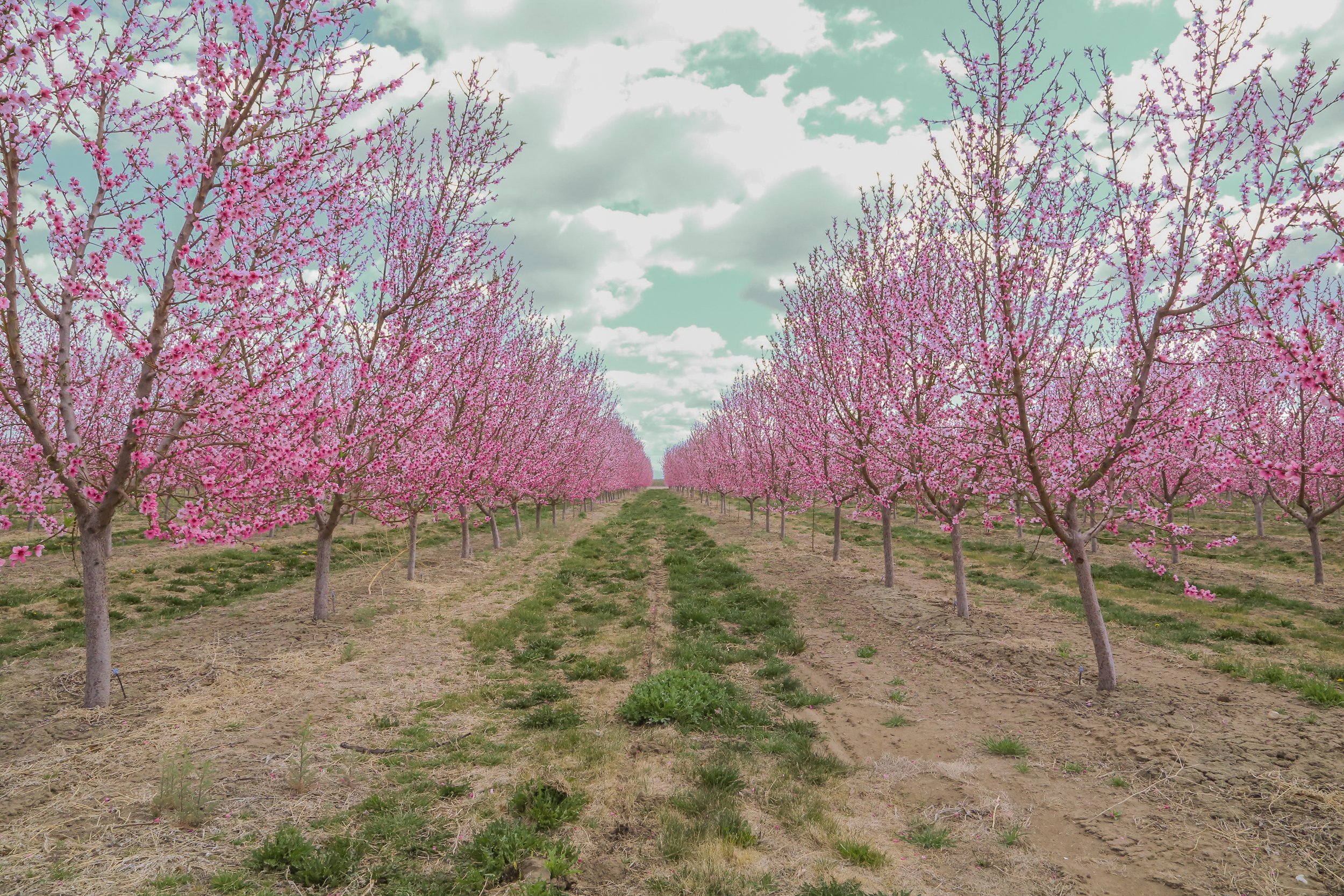 Cherry Hill Blossoms.jpg