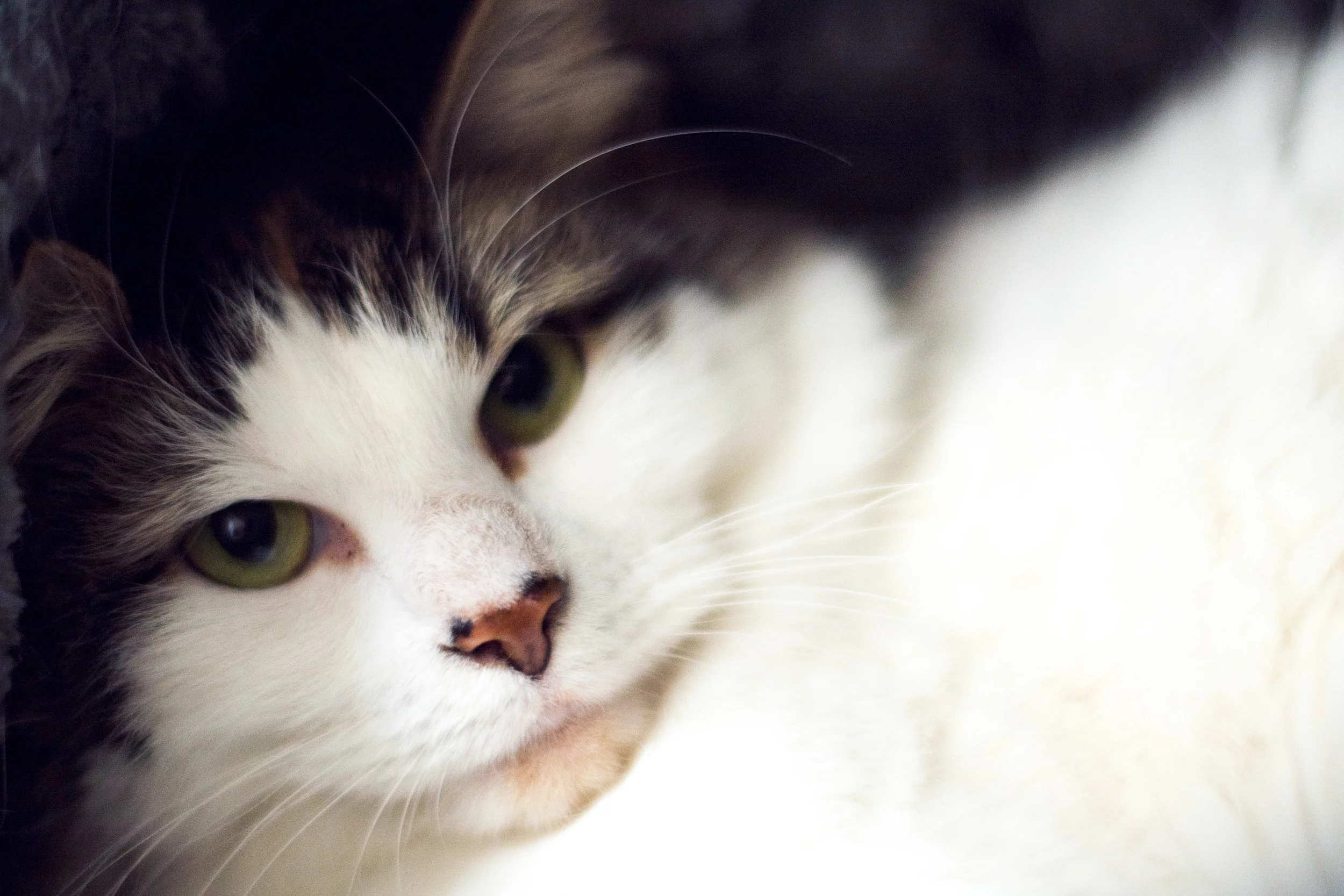 AWL Cats 5.11.17-15.jpg