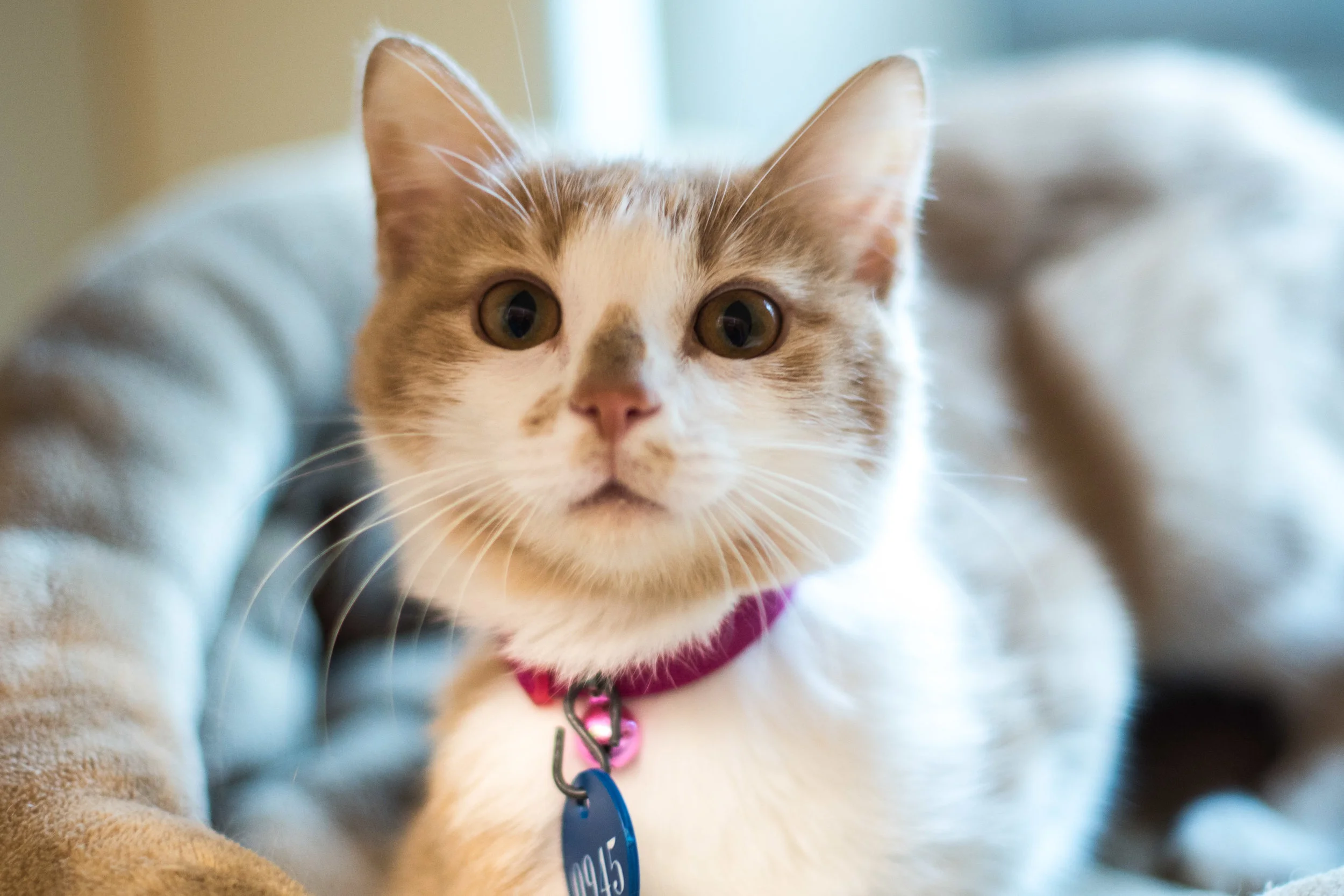 AWL Cats 5.11.17-1.jpg