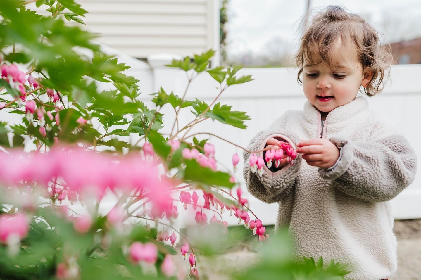 It&rsquo;s basically impossible for me to get my own kids to stand anywhere I want them for a photo, so I was psyched when Ayla decided to check out the bleeding heart in our front yard, right in the perfect spot. 👌🏻

#perrivanderclockphoto #boston