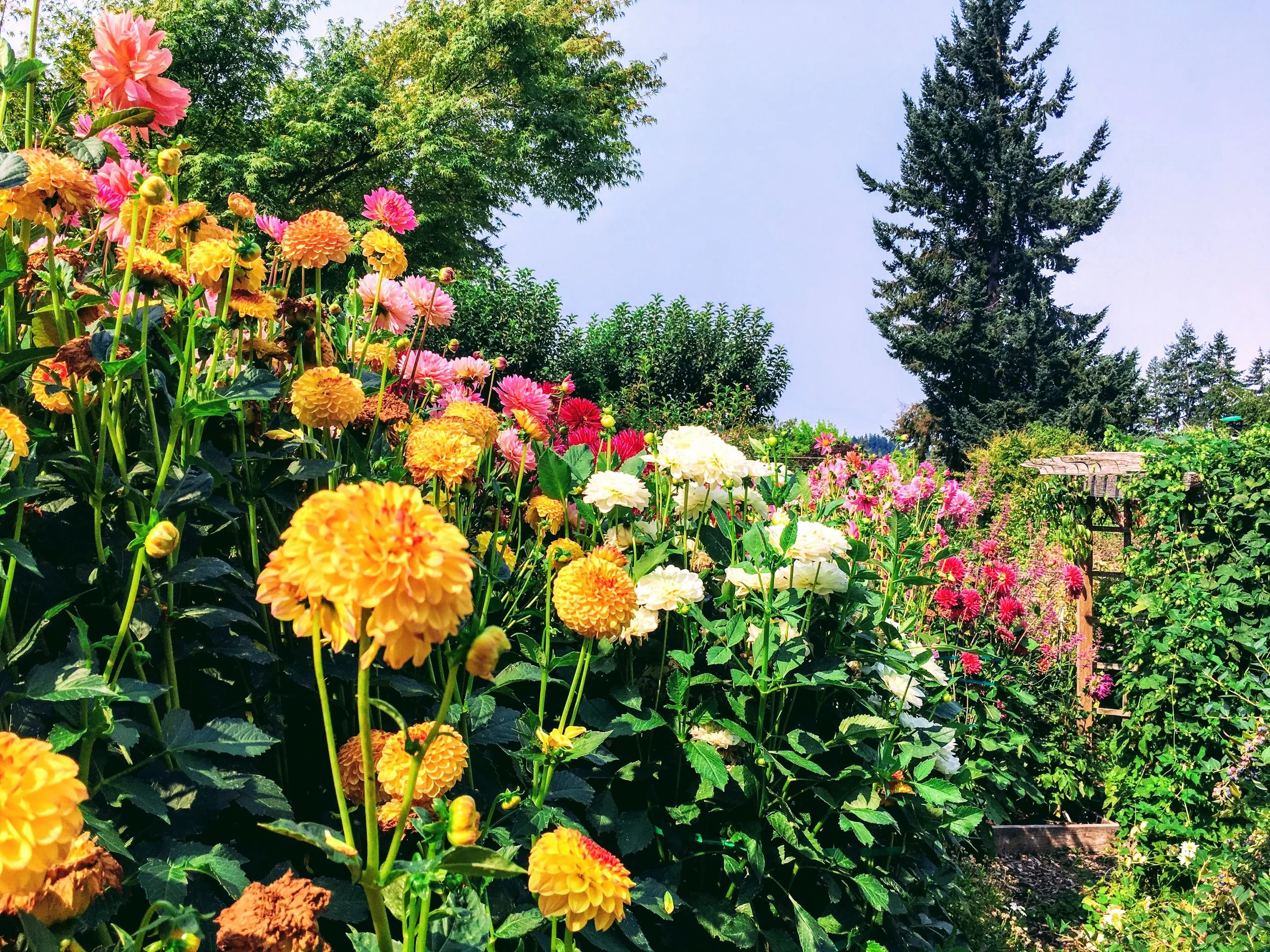 Dahlias!!!!Dahlias!!!!!Dahlias!!!!!