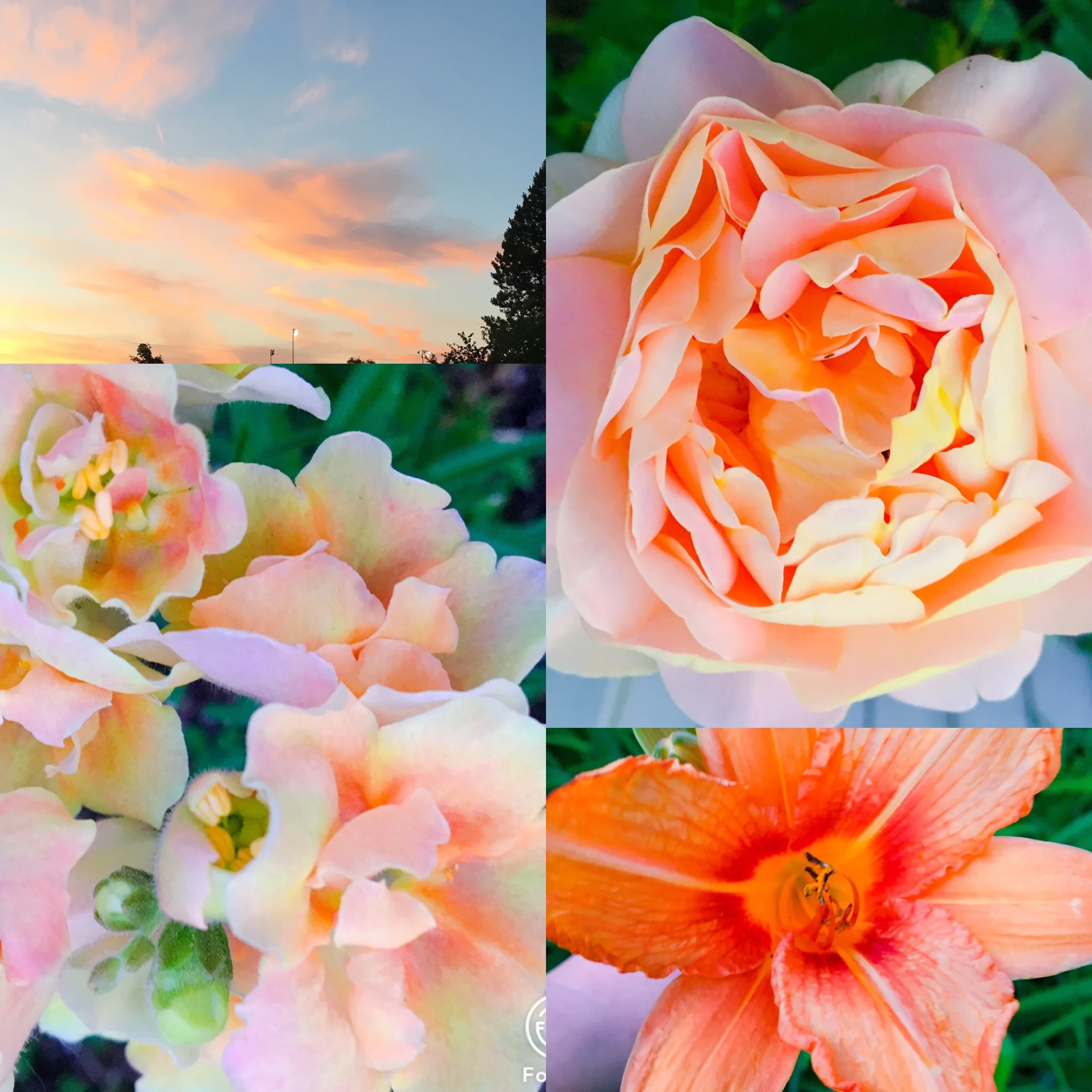 Summertime in My Garden 