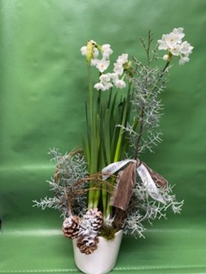 6” Paperwhite Bulbs in scalloped ceramic pot